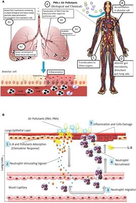 Possible modulating functions of probiotic Lactiplantibacillus plantarum in particulate matter-associated pulmonary inflammation